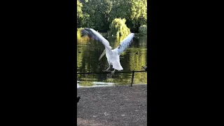 Hilarious moment man is pecked by ‘vicious’ PELICAN in London park
