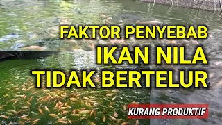 faktor penyebab ikan nila tidak bertelur.(kurang produktif) versi pemula