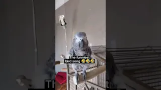 Funniest Bird Song Ever🤣 #animals #pets #funny #birds #parrots #youtubeshorts #fyp #greyparrot #lol