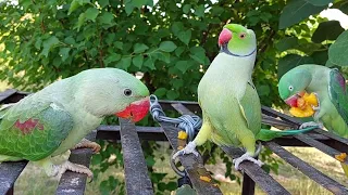 Talking Indian Ringneck Parrot Dancing and Greeting Baby Parrot