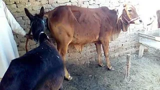 Donkey mating with cow at Village 2020