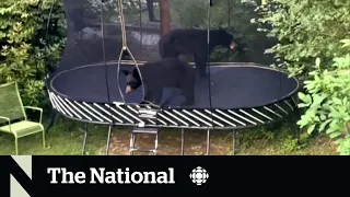 #TheMoment two bears get busted on a backyard trampoline