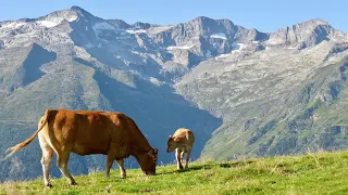 Pyrénées , montagne pastorale