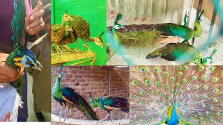 World Biggest Peacock Farm | Most Beautiful Peacock Breeding Setup | Peacock Hatching Egg | Pak Pets