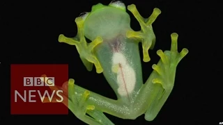 Glass frog with translucent skin found in Costa Rica - BBC News