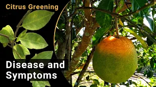 Citrus Greening – Disease and Symptoms (English)