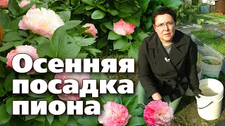 ИНСТРУКЦИЯ ПО ПОСАДКЕ  ПИОНА ОСЕНЬЮ ОТ А ДО Я