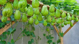 Watch Our Chayote Planting Method Produce an Abundance of Fruit