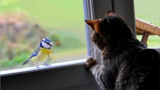 Weird cats making terrifying sounds while talking to birds - Funny cat compilation