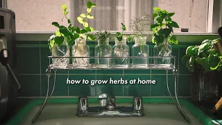 how to grow herbs at home without soil 🌿