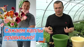 Сажаем каллы в горшок. Как это правильно сделать. Все секреты посадки.