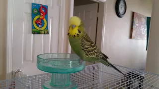 Talking English Budgie says "Expecto Patronum"