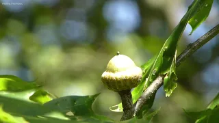 【4K】癒しBGMと爽やかな新緑（鳥のさえずり・川のせせらぎ）／疲れた心身の回復・リラックス効果・勉強中や作業用、目覚めの朝に、または眠れない夜にもどうぞ。#6