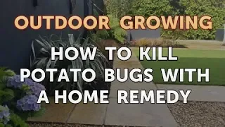 How to Kill Potato Bugs With a Home Remedy