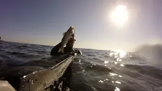 Spearfishing and fun in Mali Lošinj - Croatia, 2019.