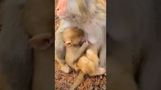 Mother monkey is breastfeeding her baby   Baby monkey 🐒 #shorts #monkey