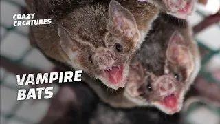 Do Vampire Bats Actually Want Your Blood?