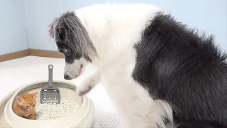 My Border Collie Is So Confused By Tiny Constipated Kitten