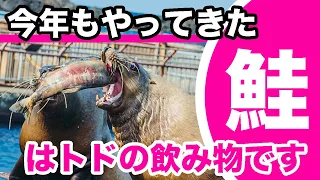 【サケは飲み物🐟】秋限定イベント！トドたちが豪快に鮭を飲み干します