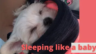 Cute Maltese puppy dog sleeping like a baby