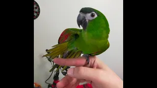 Does Hahn's Macaw make a good pet?