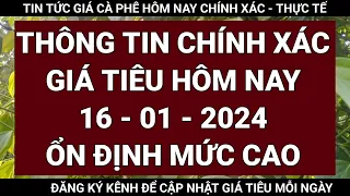 giá tiêu hôm nay ngày 16 tháng 1 năm 2024 | giá tiêu hôm nay bao nhiêu?