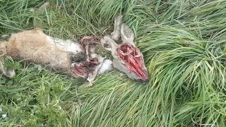 Dead animals near Schwechat airport (no good).