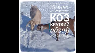 Зимнее содержание коз.