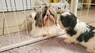 Shih Tzu Puppies Play Day