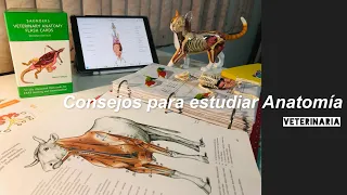 10 consejos para estudiar ANATOMÍA VETERINARIA 🫀🫁