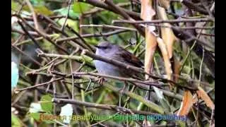 Голоса птиц - Лесная завирушка Prunella modulorus