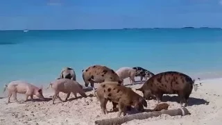 Pig beach!