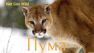 Nat Geo Wild. Пума.