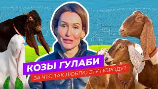 КОЗЫ ГУЛАБИ. Почему я люблю это породу? 10 мифов о козах гулаби