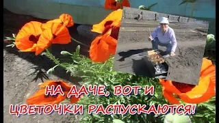 НА ДАЧЕ, ВОТ И ЦВЕТОЧКИ РАСПУСКАЮТСЯ!