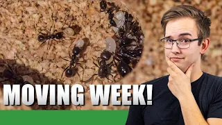 The Queen Could Have Died! | Old Messor Barbarus Update #1 - Ant Holleufer