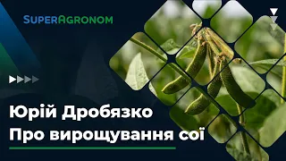 Агротехнології вирощування сої: Система Юрія Дробязко