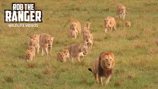 Lion Mega-Pride On The Move | Maasai Mara Safari | Zebra Plains