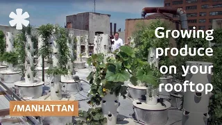 Rooftop hydroponics on NYC: serving produce from upstairs