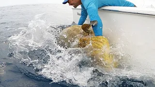 MASSIVE GOLIATH GROUPER CRUSHES MY HAND!  Catch Clean and Cook - Magrove vs. Yellowtail Snapper!