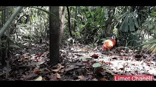 pikat ayam hutan#reaksi ayam hutan ditempat yang belum perna dipikat