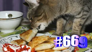 Коты воришки (часть 1)👍🤣🐱