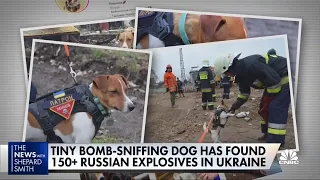 Bomb-sniffing dog finds explosives left behind by Russians in Ukraine