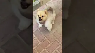 Groomed Pomeranian