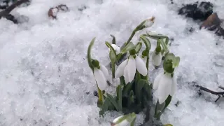 Красота под снегом! Первые цветы! Подснежники. С праздником всех!