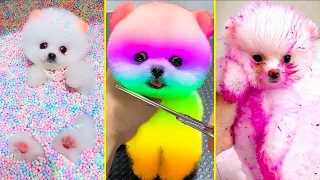 Cute Pomeranian Puppies Doing Funny Things #13 | Cute and Funny Dogs | Box Studios