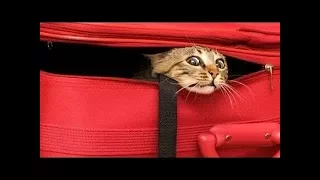 Funny Cats Vine Compilation #2 2017 || FunnyVines