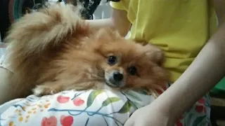 Sweet Pomeranian Cuddles