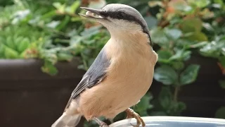 Wiosenny śpiew polskich ptaków #1 - Birds singing in spring (Rudzik, remiz i wiele innych)