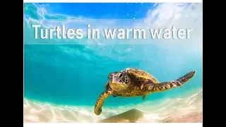 The impacts of our warming waters on turtles | Prof TRACEY ROGERS